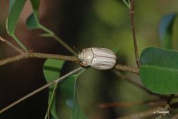 Image of Pelidnota durantonorum Soula 2009