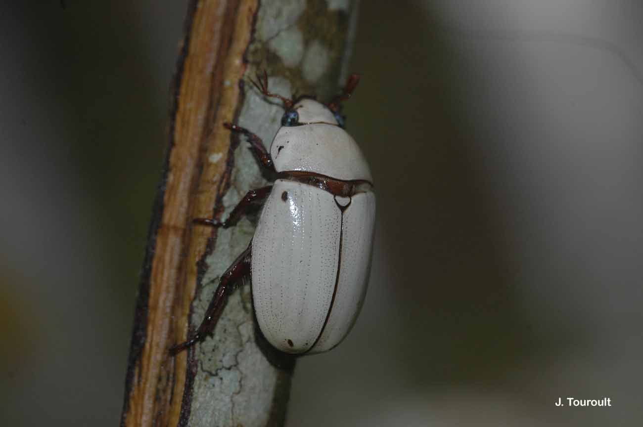 Image of Pelidnota quadripunctata Bates 1904