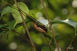 Image of Pelidnota touroulti Soula 2008