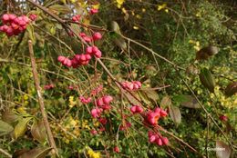 Image of Common spindle tree