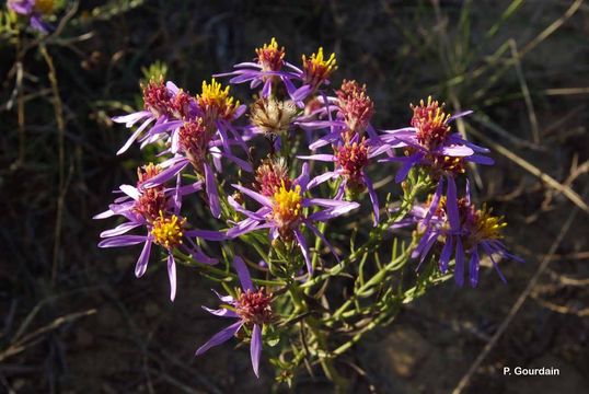 Imagem de Galatella sedifolia (L.) Greuter