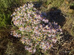 Image of Rhone Aster