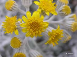 Plancia ëd Jacobaea maritima (L.) Pelser & Meijden