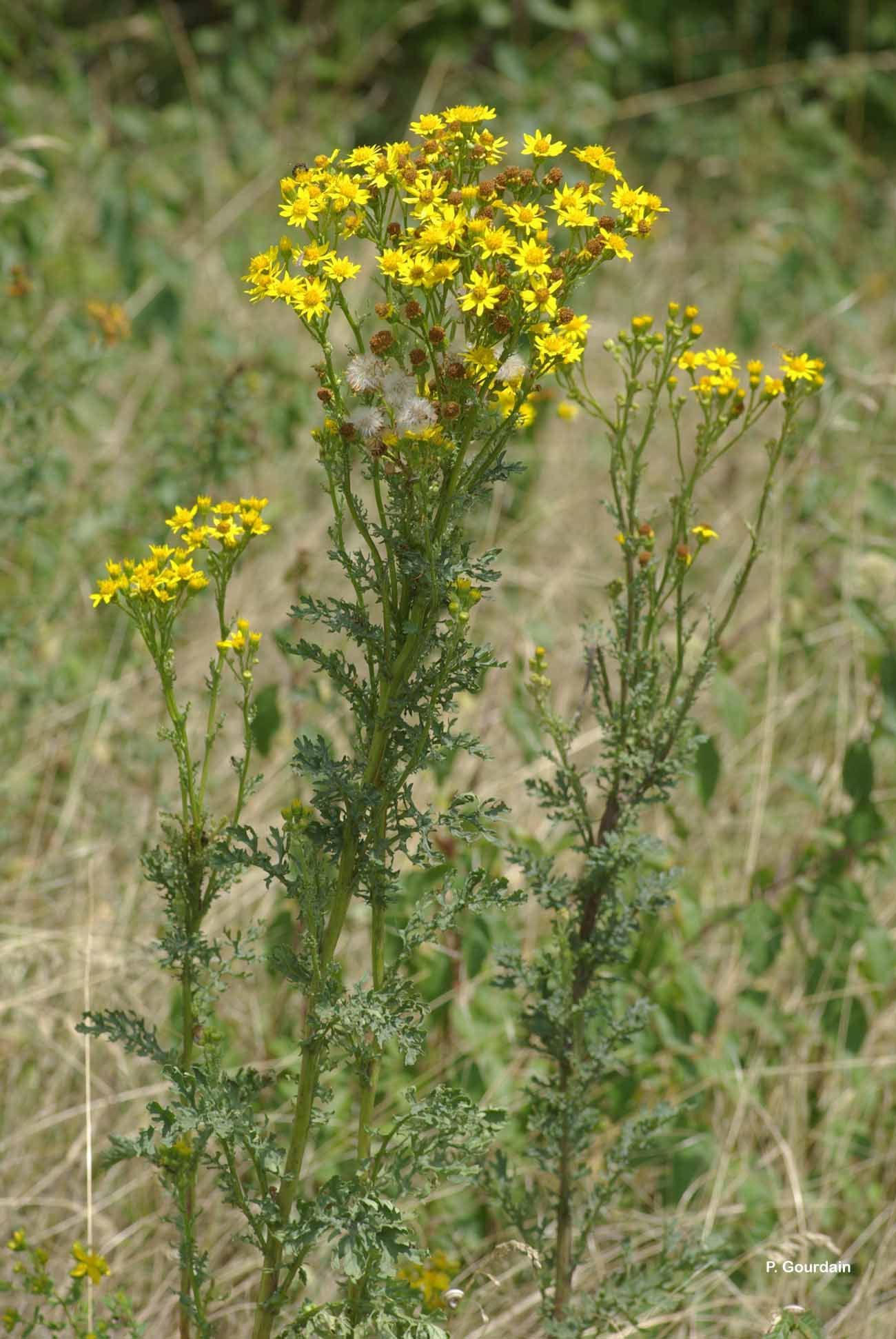 Plancia ëd Jacobaea vulgaris Gaertn.