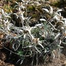 Image of edelweiss