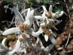 Image of edelweiss