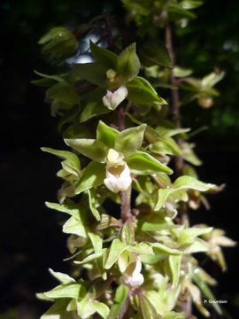 Image de Goodyera viridiflora (Blume) Blume