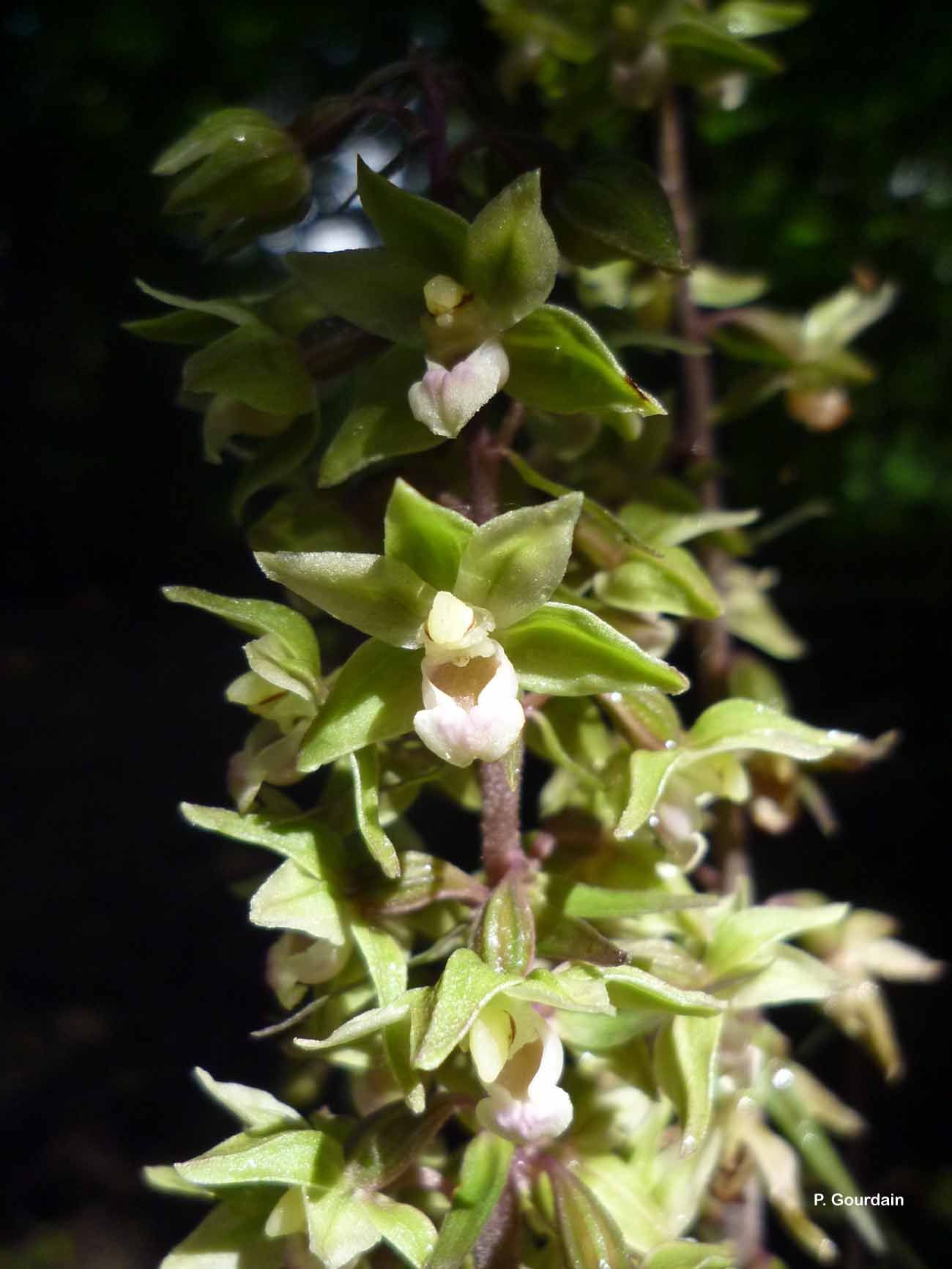 Imagem de Goodyera viridiflora (Blume) Blume