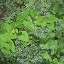 Image of Dioscorea communis (L.) Caddick & Wilkin