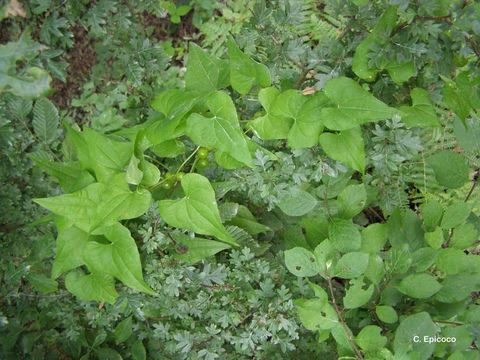 Image of Dioscorea communis (L.) Caddick & Wilkin