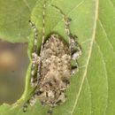 Leptostylopsis martinicensis Villiers 1980 resmi