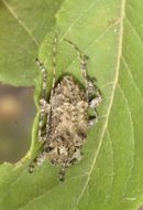 Image of Leptostylopsis martinicensis Villiers 1980