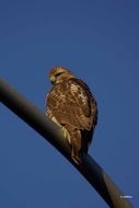 Image of Red-tailed Hawk