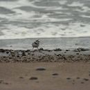 Image of Piping Plover