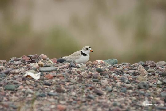 Image of Piping Plover