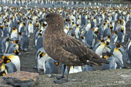 Image of Brown Skua