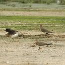 Image of Black-winged Pratincole