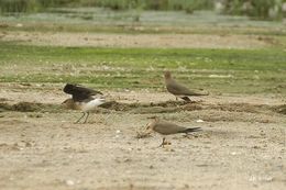 Image of Black-winged Pratincole