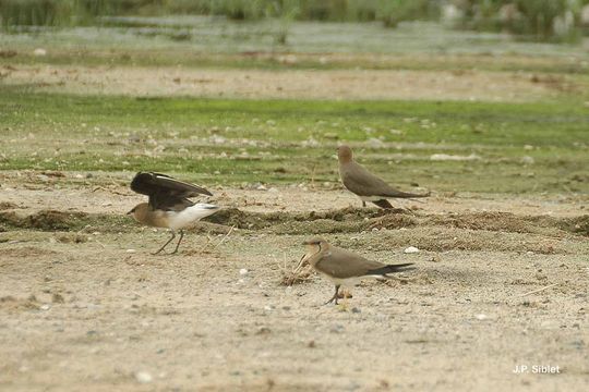 Image of Black-winged Pratincole