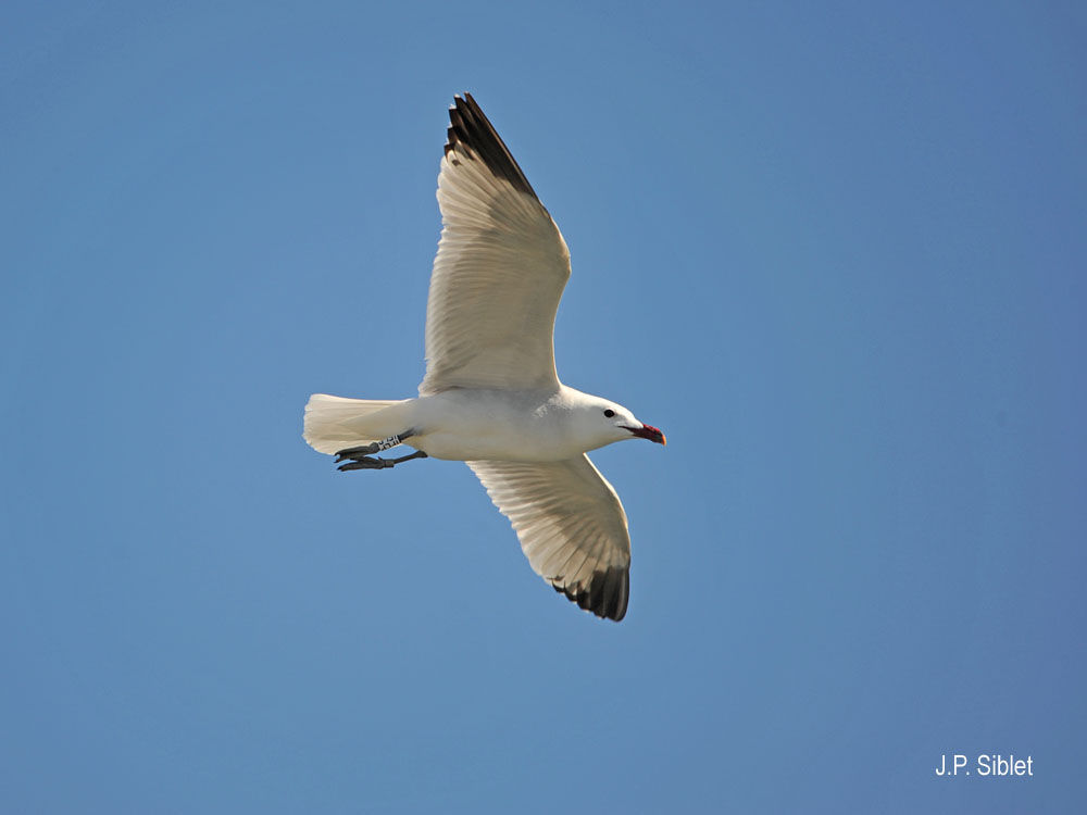 Image of Audouin's Gull