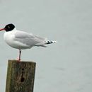 Image of Mediterranean Gull