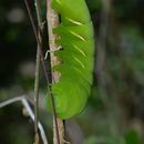 Image of Vine Sphinx