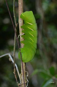 Eumorpha vitis (Linnaeus 1758) resmi