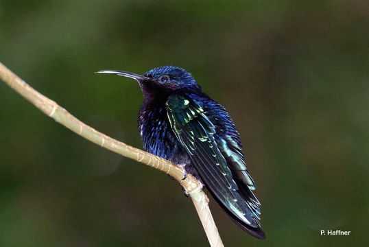 Image of Purple-throated Carib