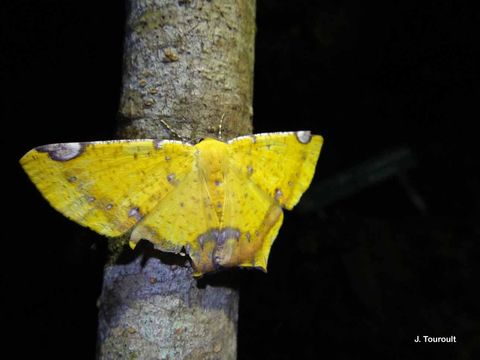 Nepheloleuca politia Cramer 1776 resmi