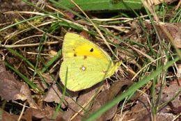 Image of clouded yellow