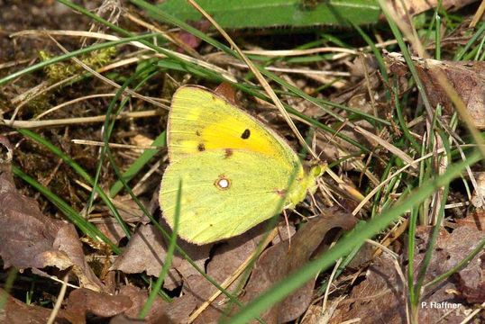 Imagem de Colias croceus (Geoffroy 1785)