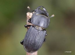 Image of Dorcus parallelipipedus (Linnaeus 1758)