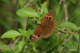 Image of Tropical Buckeye