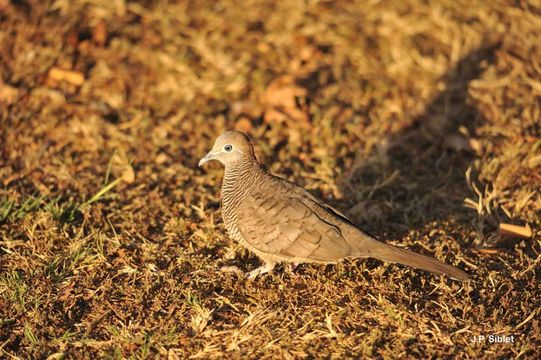 Image of Zebra Dove