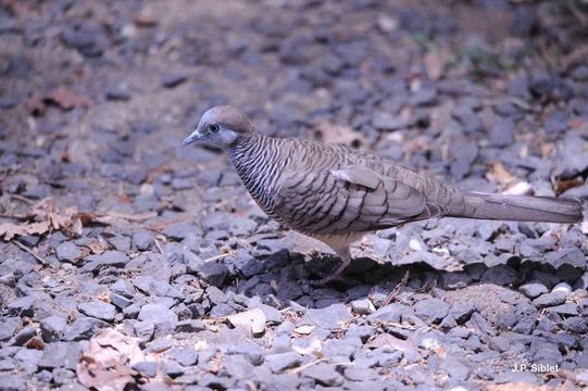 Image of Zebra Dove