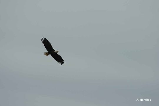 Image of Bald Eagle