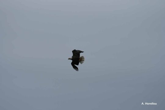 Image of Bald Eagle