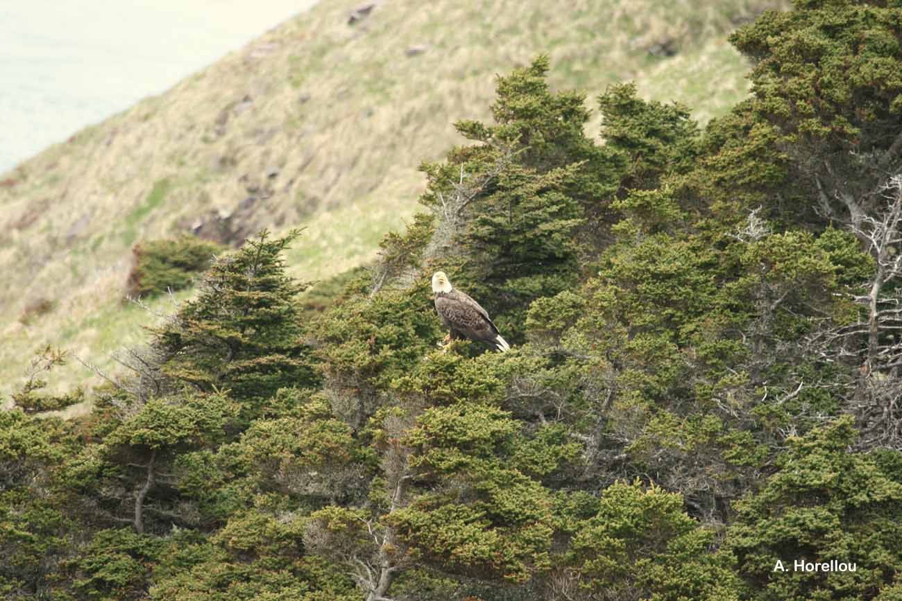 Image of Bald Eagle