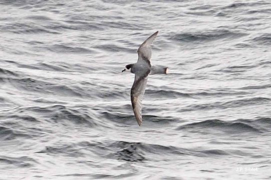 Image of Blue Petrel