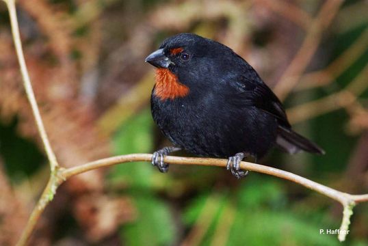 Image of Lesser Antillean Bullfinch