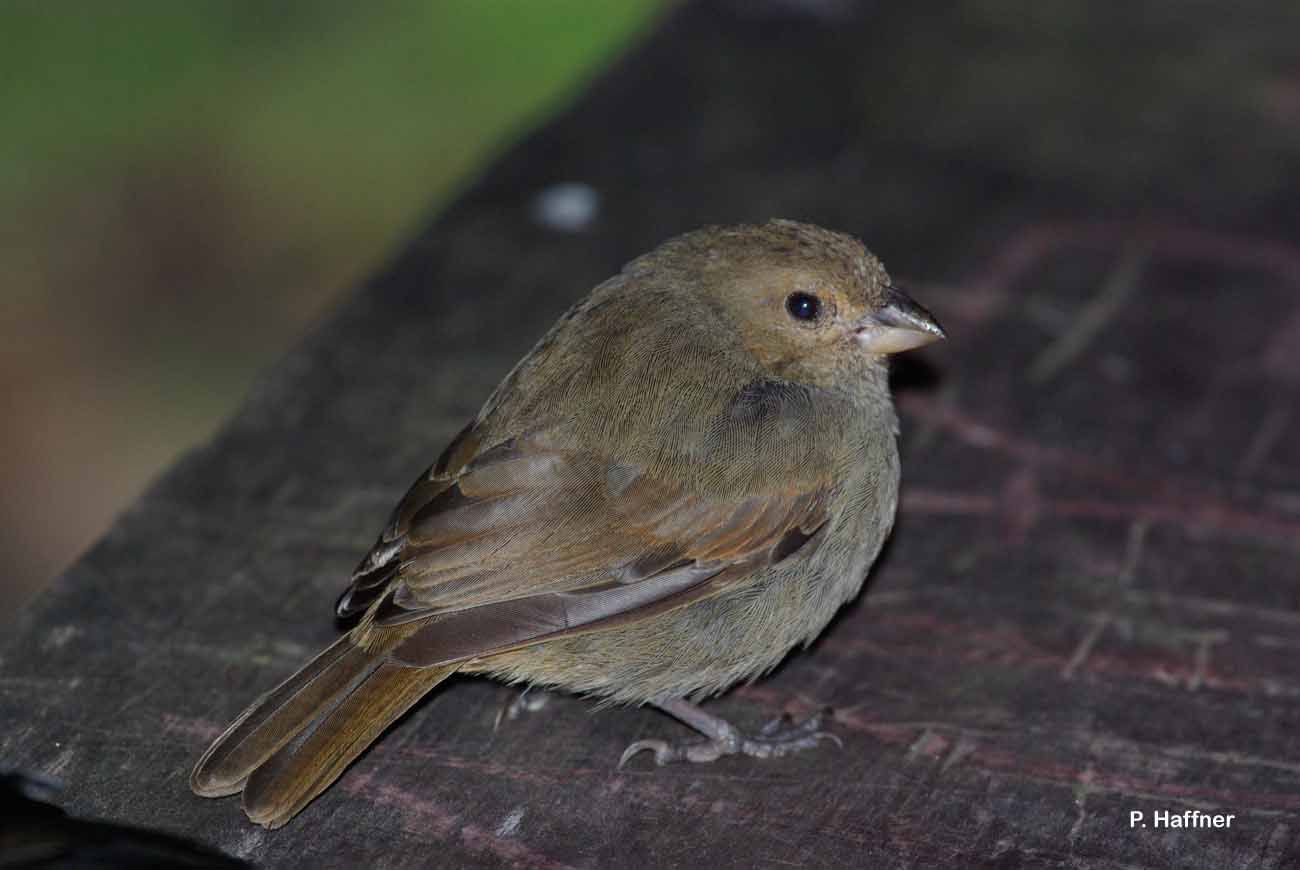 Image of Lesser Antillean Bullfinch