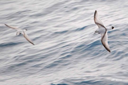 Image of Antarctic Prion