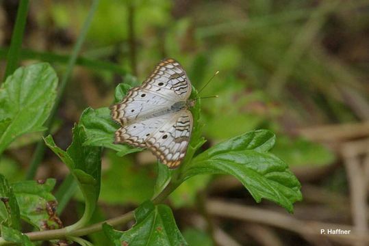 Image of White Peacock