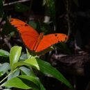 Image of <i>Dryas iulia martinica</i> Pinchon & Enrico 1969