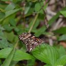 Image of Silverspots