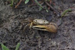 Image of Fiddler Crab