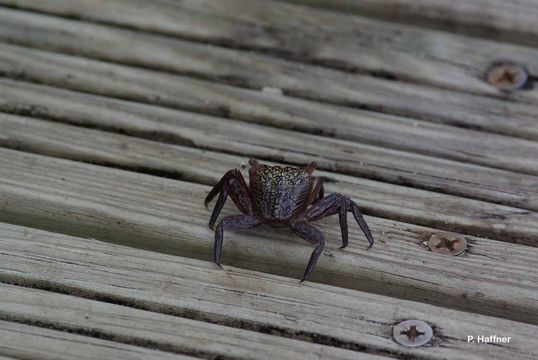 Image of Mangrove Tree Crab