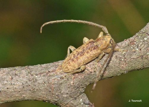 Image of Estoloides bellefontainei Touroult 2012