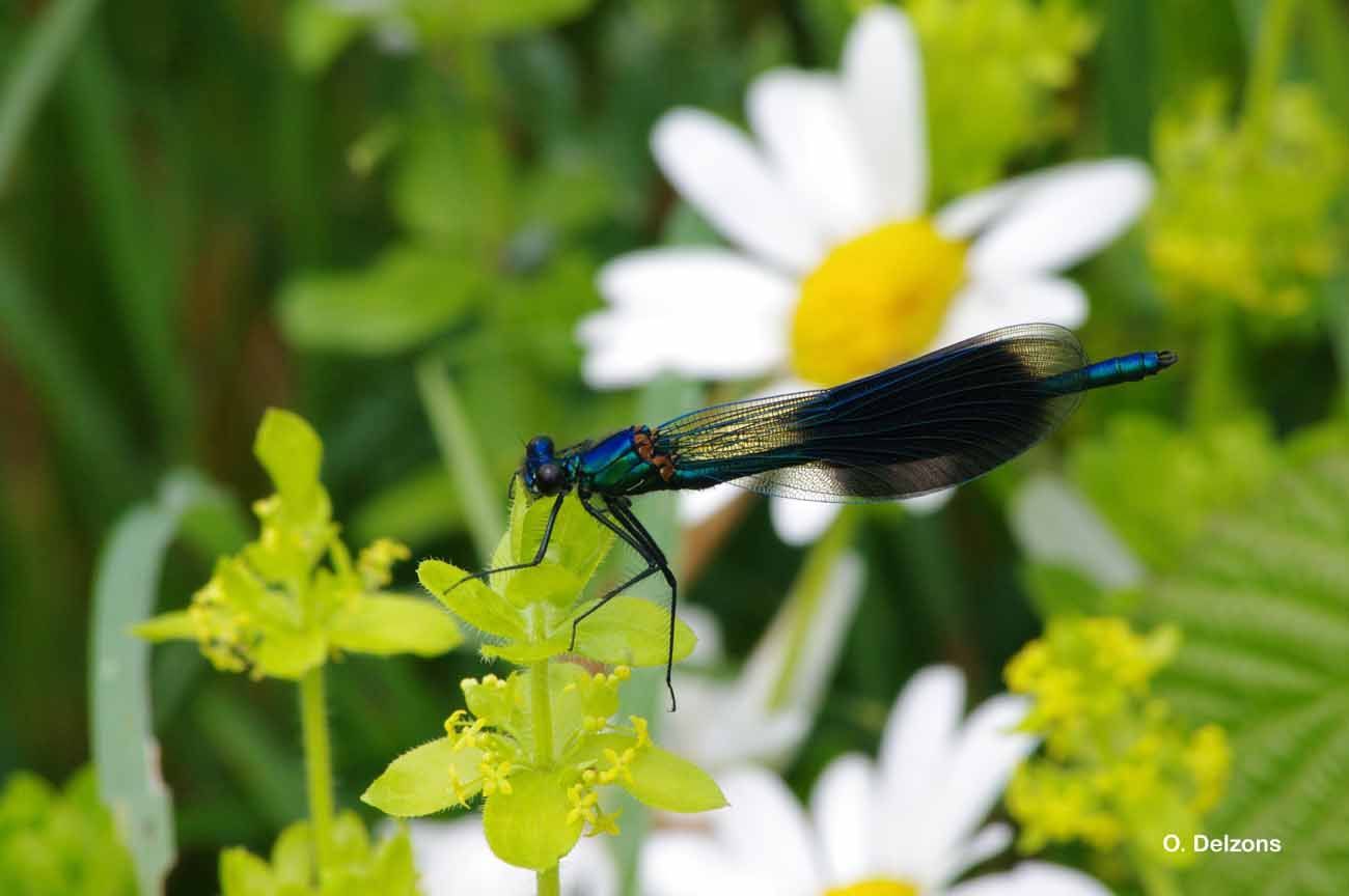 Image of Banded Agrion