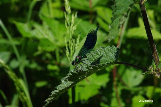 Imagem de Calopteryx splendens (Harris 1780)